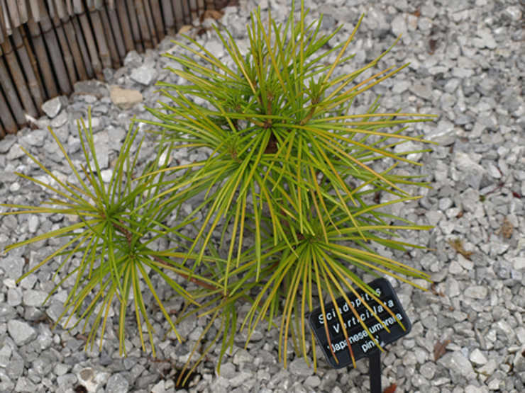 japanese umbrella pine - sciadopitys verticillata